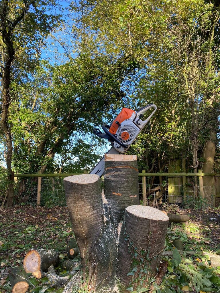 JTS Tree Surgery